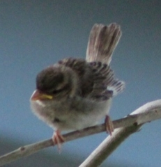 Passer domesticus