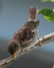 Passer domesticus