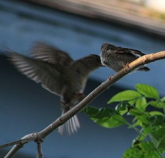 Passer domesticus