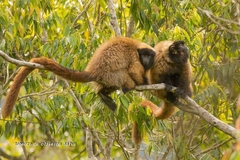 Callicebus personatus