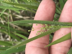 Dichanthelium praecocius