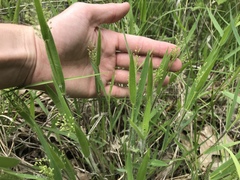 Dichanthelium praecocius