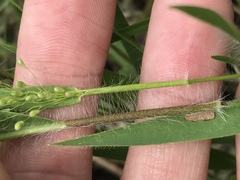 Dichanthelium praecocius