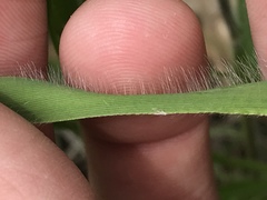 Dichanthelium praecocius