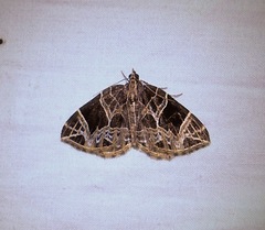 Gandaritis atricolorata