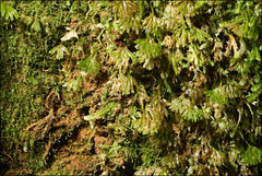 Symphyogyna podophylla
