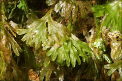 Symphyogyna podophylla