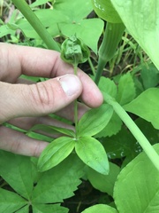Silene stellata