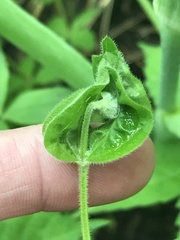 Silene stellata