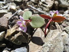 Claytonia obovata