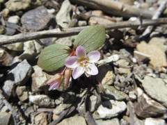 Claytonia obovata