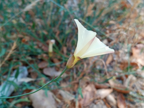 Image of Calystegia longipes by (c) Daniel S., some rights reserved (CC BY)