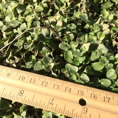 Veronica hederifolia