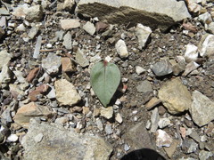 Claytonia obovata