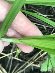 Carex brevior