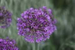 Allium hollandicum