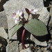 Claytonia obovata - Photo (c) Tommy Stoughton, some rights reserved (CC BY-NC), uploaded by Tommy Stoughton