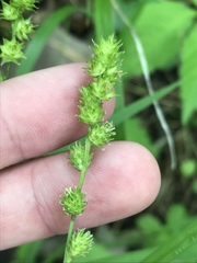 Carex brevior