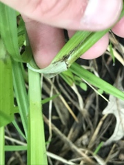 Carex brevior
