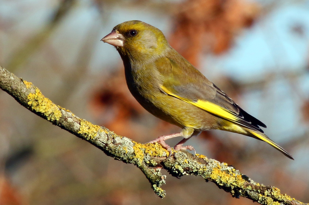 Green Finch Bird