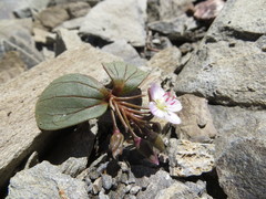 Claytonia obovata