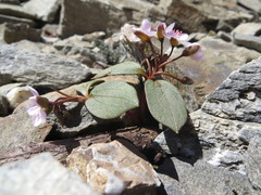 Claytonia obovata