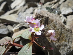 Claytonia obovata
