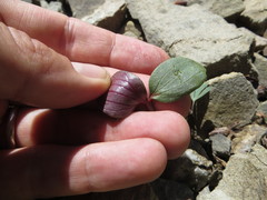 Claytonia obovata