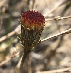 Adenophyllum cooperi