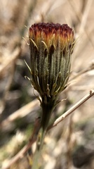 Adenophyllum cooperi