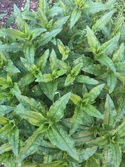 Lysimachia clethroides