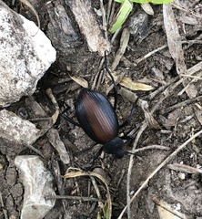 Eleodes suturalis