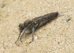 Lasiopogon