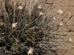 Adenophyllum cooperi