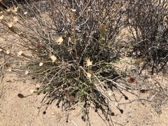 Adenophyllum cooperi