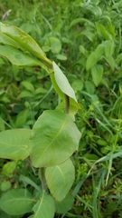 Asclepias amplexicaulis