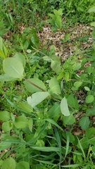 Asclepias amplexicaulis