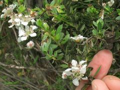 Leptospermum thompsonii