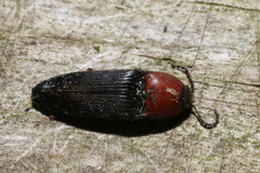 Ampedus rubricollis