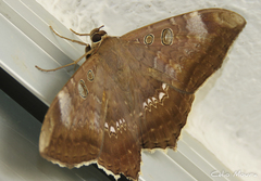 Cyclopis caecutiens