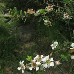 Leptospermum thompsonii