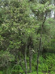 Leptospermum thompsonii