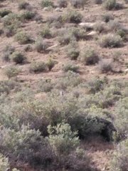 Amphispiza bilineata