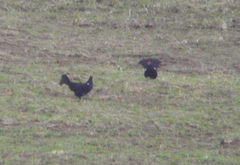 Lyrurus mlokosiewiczi