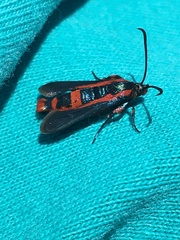 Synanthedon polygoni