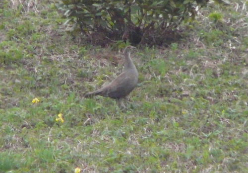 Caucasian Grouse (Lyrurus mlokosiewiczi), photo 6