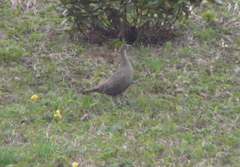 Lyrurus mlokosiewiczi