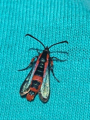 Synanthedon polygoni