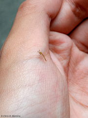 Chironomus