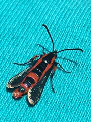 Synanthedon polygoni